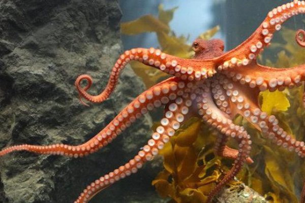 Kraken актуальное