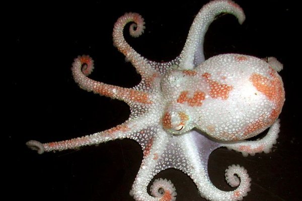 Kraken dark net