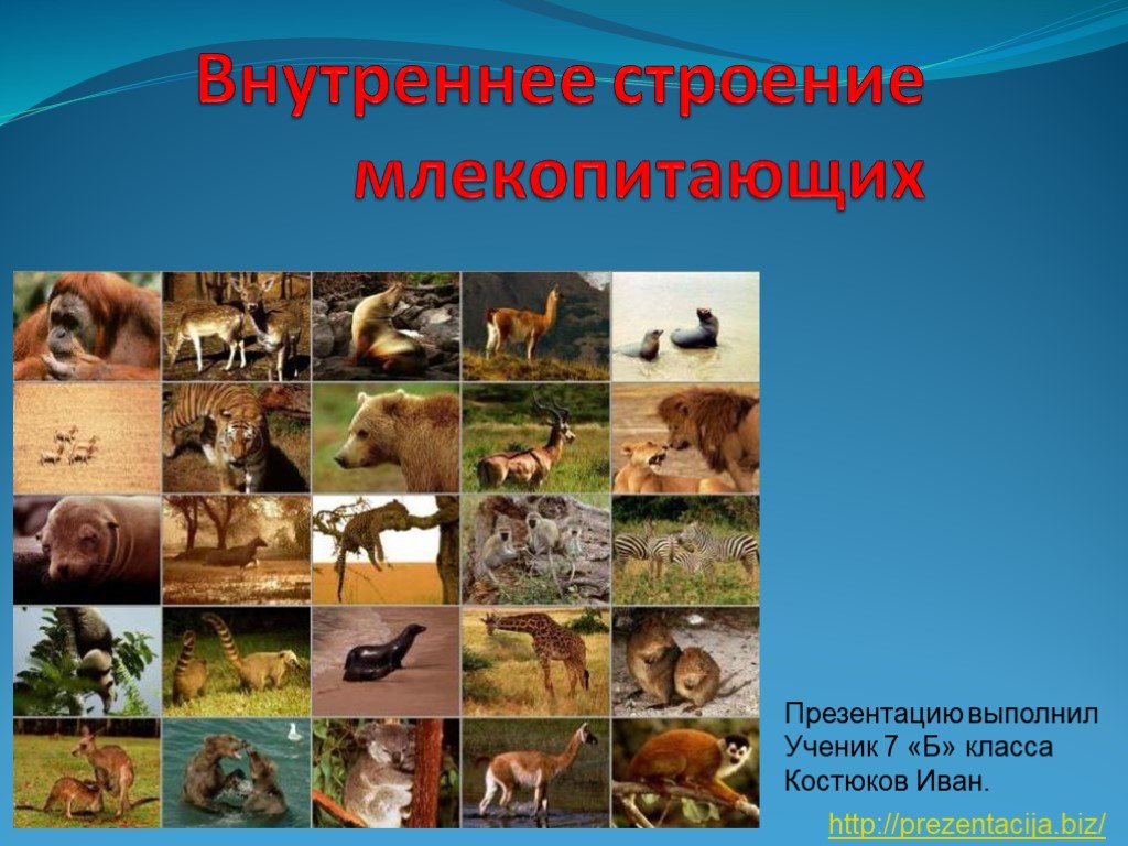 Кракен krakens13 at
